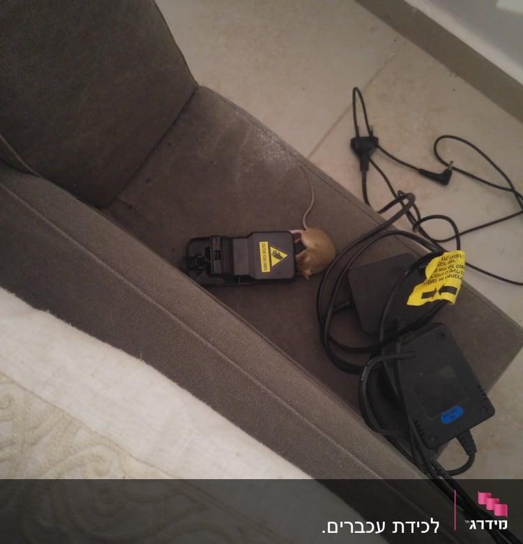 מלכודת עכברים עם עכבר על ספה